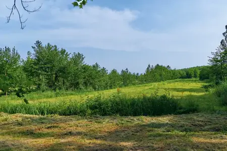 Луговое поле зеленой травы, обрамленное деревьями под ясным небом