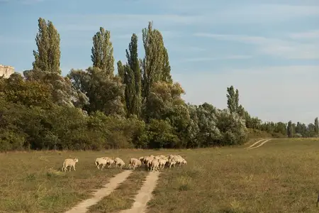 Стадо овец, путешествующее по сельскому полю с деревьями на заднем плане