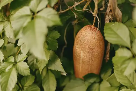 Экзотический фрукт, тропический фрукт, спелый фрукт, лиана