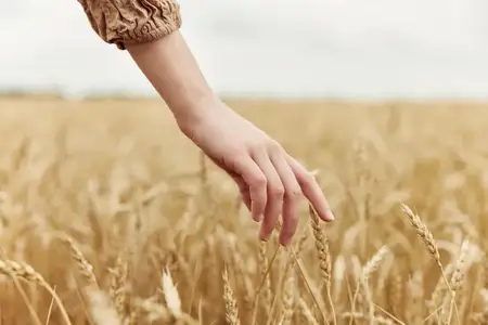 Изображение колосьев в руках, колосья пшеницы, органическое земледелие, бескрайнее поле