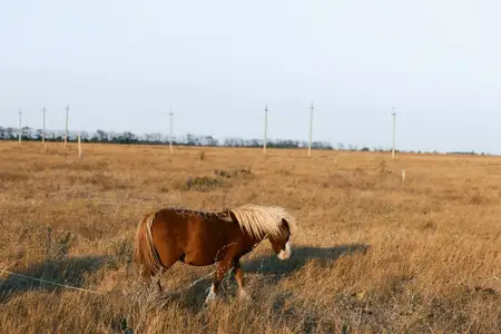 Величественная коричневая лошадь в сельском поле с забором и линиями электропередач на заднем плане