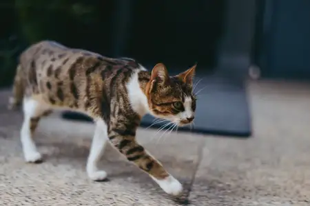 Полосатая кошка, идущая по бетонному тротуару, любопытная взрослая кошка домашняя короткошерстная, исследующая окрестности сосредоточенным взглядом, настороженная поза и гладкая шерсть в откровенной…