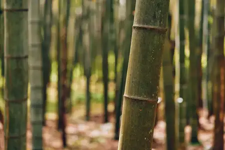 Зелёная бамбуковая роща крупным планом: стволы и стебли, природные растения и текстурированная кора в подлеске