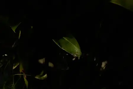 Лист, листья, листва, темнота, освещение, текстура, крупный план, природа, тень, ночь