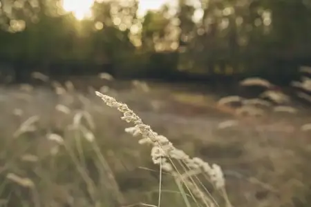 Колосья пшеницы, сухая трава, летние деревья, закат, природа, свежий воздух