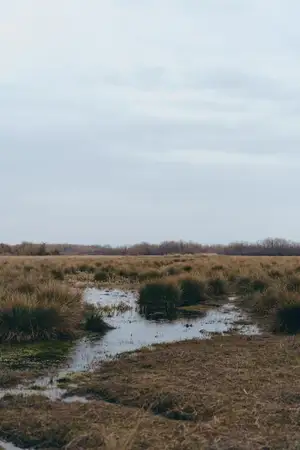 Пейзажное водно-болотное угодье с илистыми лужами между тростником и высокой травой, над головой облачное небо