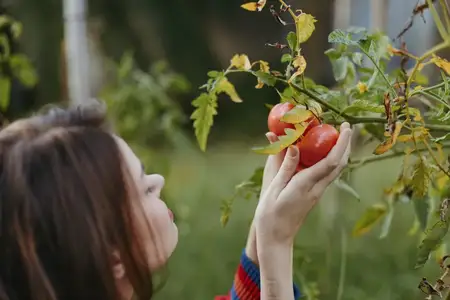 Женщина, помидоры, сбор, сад, полосатый свитер, на улице, сбор урожая, руки