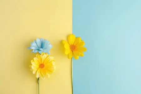Яркие жёлтые и синие цветы на цветовом фоне с местом для текста