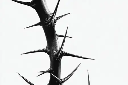 Черно-белая фотография с изображением колючей ветки с крупными шипами, вызывающая темы стойкости, силы и красоты природных испытаний