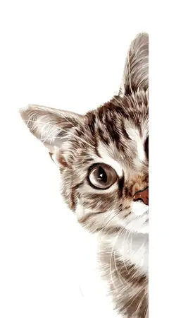 Это очаровательное изображение кота представляет игривого питомца, который выглядывает с яркими глазами и пушистой мордочкой на минималистичном белом фоне, подчёркивающем его милое любопытство