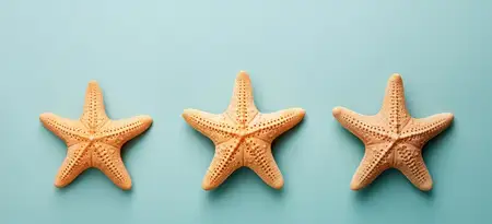 На песчаном пляже лежат морская раковина и морская звезда