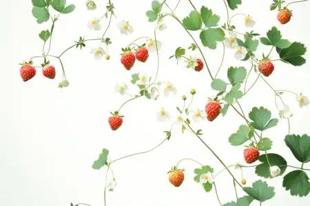 Сочная красная клубника и нежные белые цветы на светлом фоне, представляющие сезонную свежесть, здоровый образ жизни и красоту природы