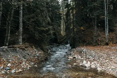 Горная река, водоём, осень, высокие деревья, густой лес и опавшие листья