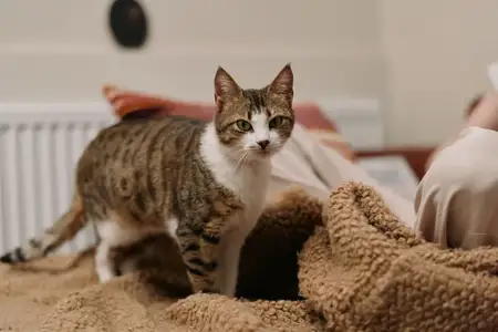 Кот, полосатый, домашнее животное, женщина, дом, спальня, образ жизни, уют, плед, комфорт
