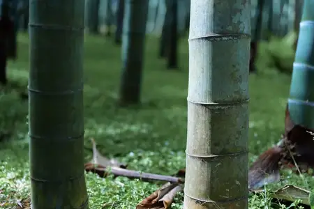 Крупный план стволов и стеблей бамбука в зеленой лесной роще с замшелой землей