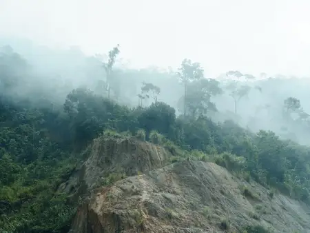 Зачарованный туманный лес: безмятежное путешествие в объятия природы