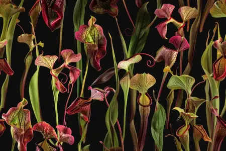 Красивый крупный план яркого кувшиночника из рода Sarracenia в естественной среде водно-болотных угодий
