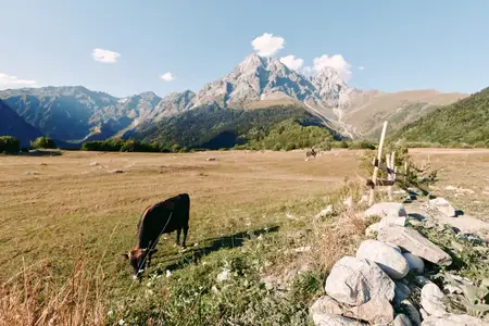 Корова, луг, горы, пастбище, выпас, каменная стена, запечатленная сельская пасторальная сцена с крупным рогатым скотом, кормящимся на травянистом поле у каменного забора, безмятежная альпийская…