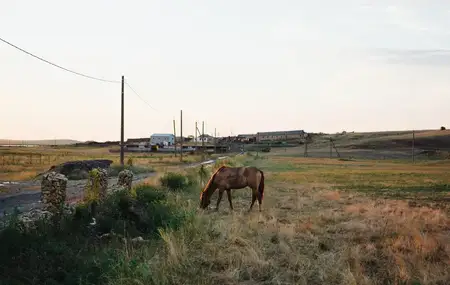 Сельская местность, лошадь на поле ест траву, природа
