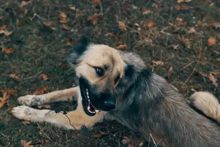 Весёлая женщина-туристка играет с собакой на природе во время путешествия