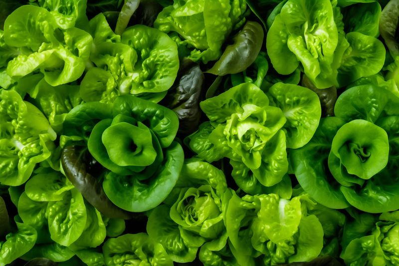 background food fresh diet dark salad green vegetable eating vegetarian healthy. Generative AI.