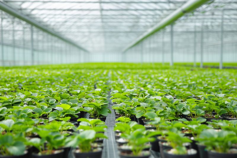 Rows of young potted plants in a spacious glass greenhouse, bathed in soft natural light. Uniform trays and controlled environment emphasize modern nursery cultivation and plant growth.
