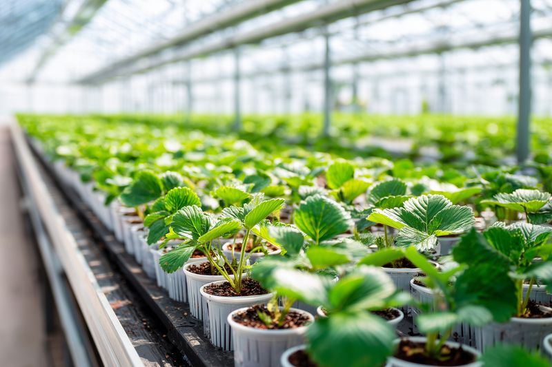 Young strawberry plants growing in rows of white pots inside a commercial glass greenhouse, healthy green leaves and a controlled environment for propagation and organic crop production.