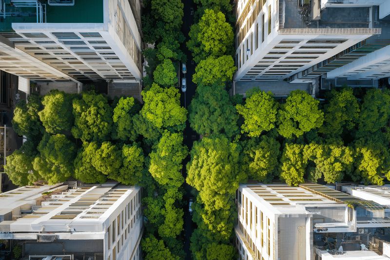 Aerial top-down view of dense green tree canopy filling a narrow urban corridor between tall residential buildings, highlighting contrast between lush nature and concrete city architecture.