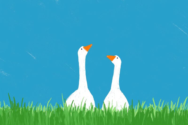 Illustration of two white geese standing in green grass beneath a clear blue sky, textured painterly style conveying a peaceful rural scene, simple composition ideal for nature and farm themes.