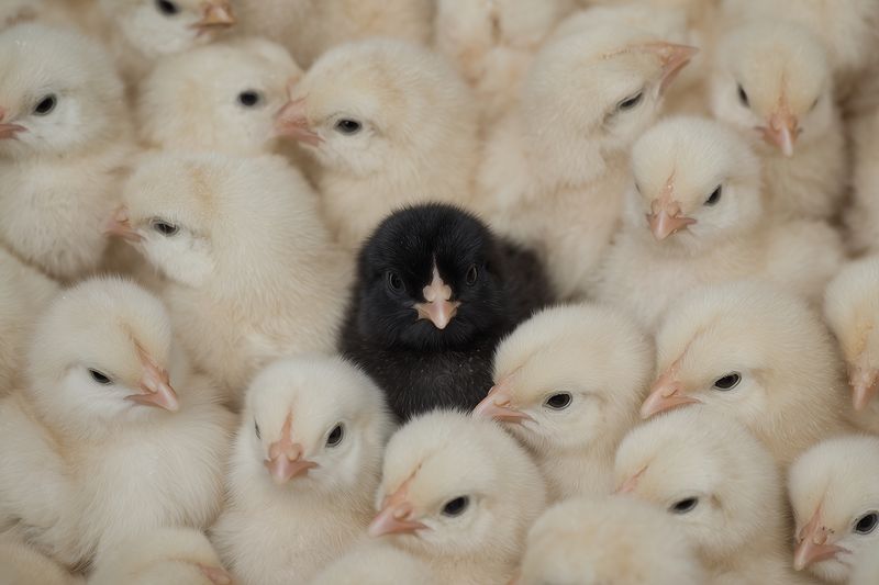 A crowded group of fluffy yellow baby chicks surrounding a single distinctive black chick, highlighting contrast and individuality in a soft textured close-up that evokes farm life and warmth.