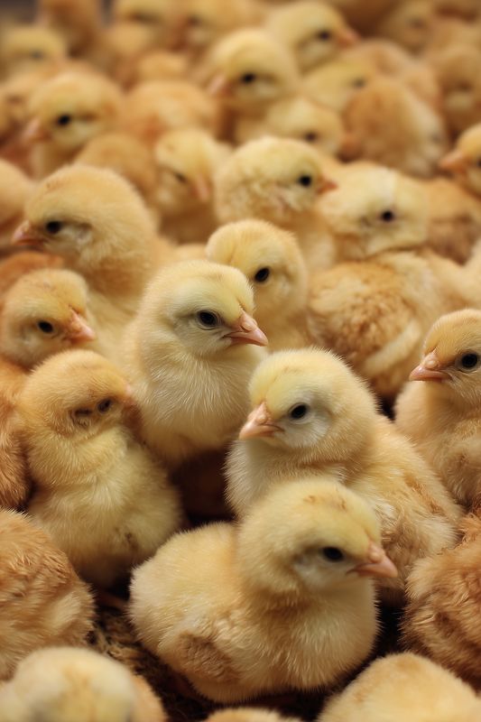 A crowded group of fluffy yellow baby chicks huddled together, soft downy feathers and tiny beaks visible, conveying warmth, innocence and new life on a farm setting.