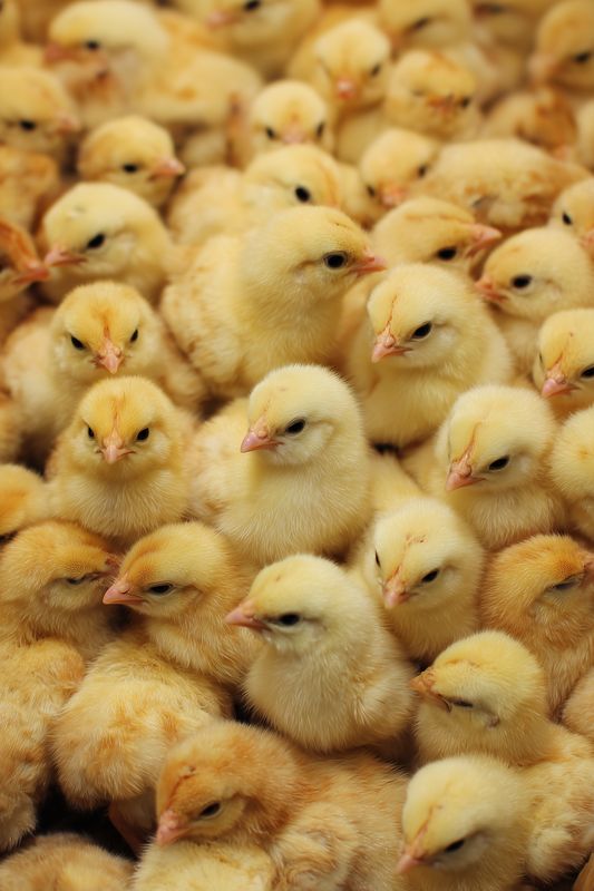 A dense cluster of fluffy yellow chicks packed closely together, newborn poultry with soft downy feathers and tiny beaks creating a warm textured pattern and cozy farm scene.