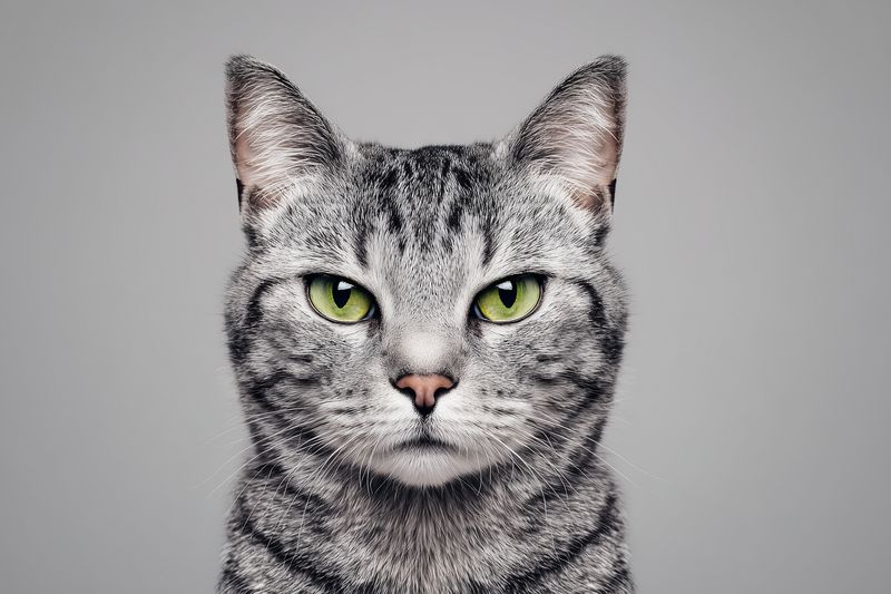 Close-up studio portrait of a gray tabby cat with striking green eyes and detailed fur texture, showcasing an expressive calm gaze and prominent whiskers against neutral background.