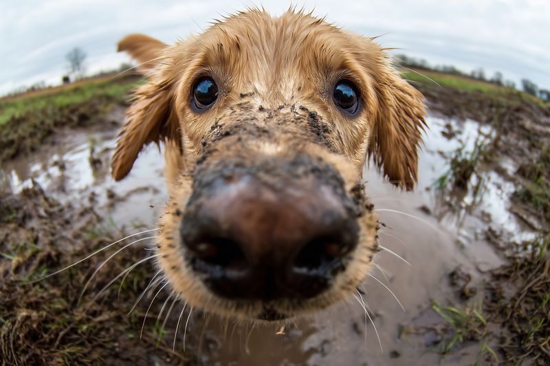 Close-up of a curious muddy puppy investigating the camera with a wet nose and expressive eyes, captured in a muddy field after rain showing playful outdoor exploration.