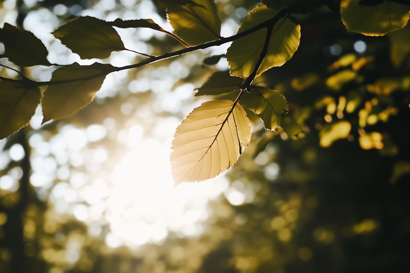 Backlit green leaves on a tree branch with sunlight filtering through, creating warm golden tones and soft bokeh highlights and a shallow depth of field in morning light.