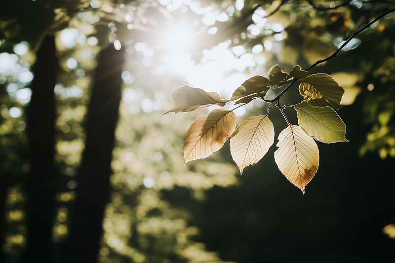 Sunlit leaves on a slender branch glow with warm backlight in a serene forest scene, soft bokeh background creating a peaceful atmosphere and gentle contrast of light and shadow.