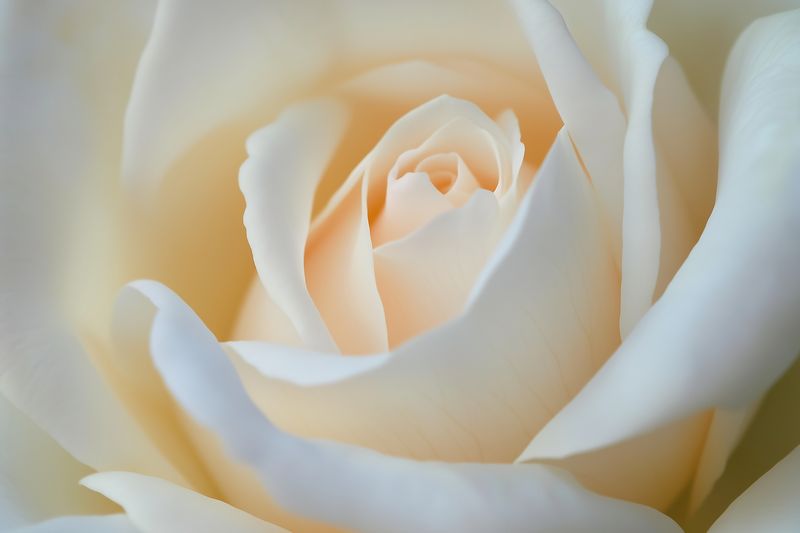 Soft cream white rose in tight close-up, highlighting delicate layered petals and smooth texture, evoking gentle romantic beauty and serene floral elegance for design and editorial use.