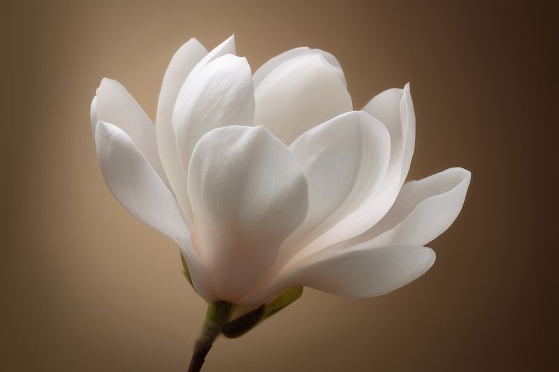 Soft white magnolia bloom captured in delicate close-up against a warm neutral background, highlighting elegant petals, subtle textures and serene botanical beauty for floral projects.