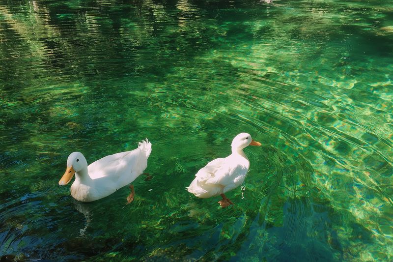 Two white ducks swim calmly in crystal clear green water, creating gentle ripples under dappled sunlight, conveying peaceful nature scene and serene outdoor wildlife moment.