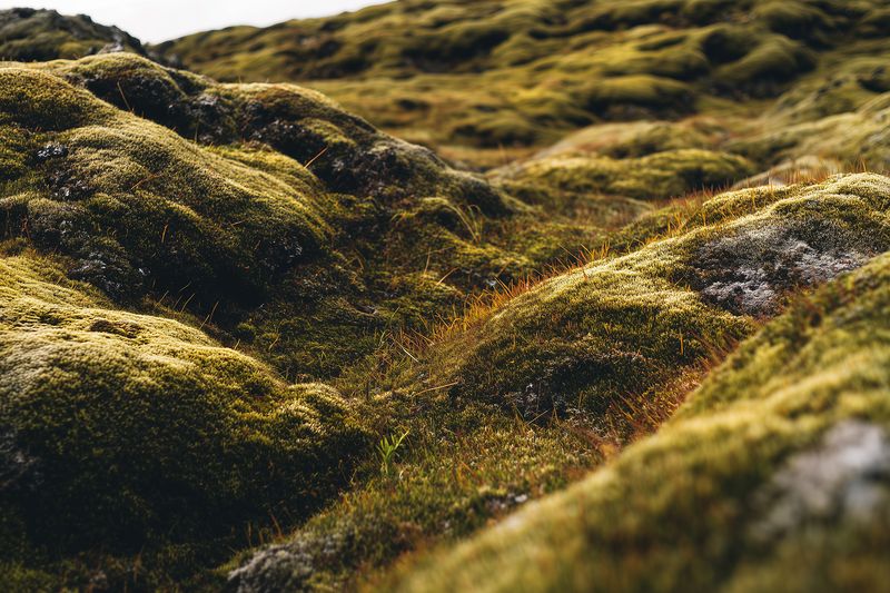Close-up view of lush green moss covering undulating rocky terrain, revealing soft textures, natural patterns and damp earth tones in a serene outdoor nature scene with detailed vegetation.