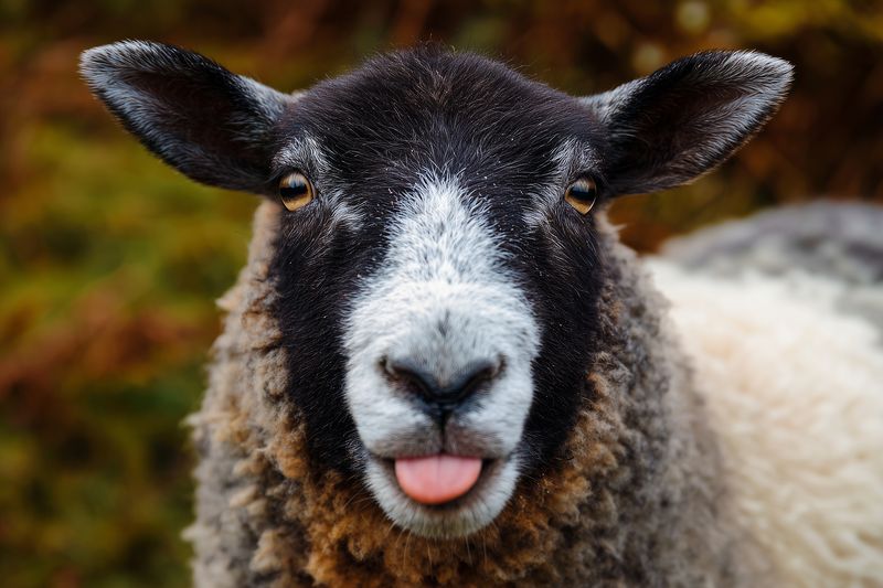 Close-up portrait of a black and white sheep sticking out its tongue, showing playful expression and textured wool, captured with shallow depth of field and natural outdoor light.