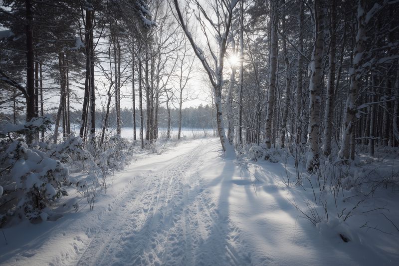 Sunlit snowy forest path winding through tall birch and pine trees with long blue shadows cast across fresh powder, creating a peaceful winter landscape scene of calm nature.