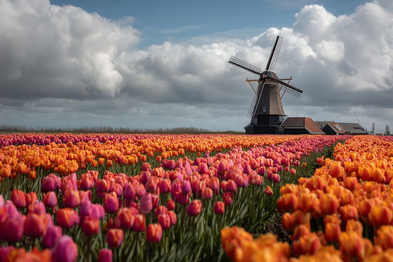 Vast colorful tulip fields in full bloom with a traditional windmill under dramatic cloudy sky, creating a vibrant spring landscape of flowers, rows and rustic agricultural charm.