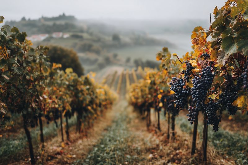 Autumn vineyard with ripe grape clusters hanging from vines on a misty morning, rows receding into soft fog and rolling hills, creating a serene rural landscape.