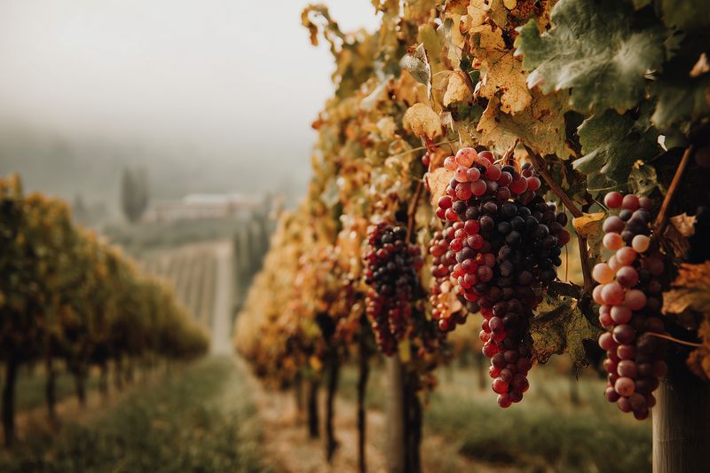 Autumn vineyard scene with ripe red and purple grape clusters hanging from vines along misty rows, warm golden foliage and soft morning light creating a serene agricultural landscape.