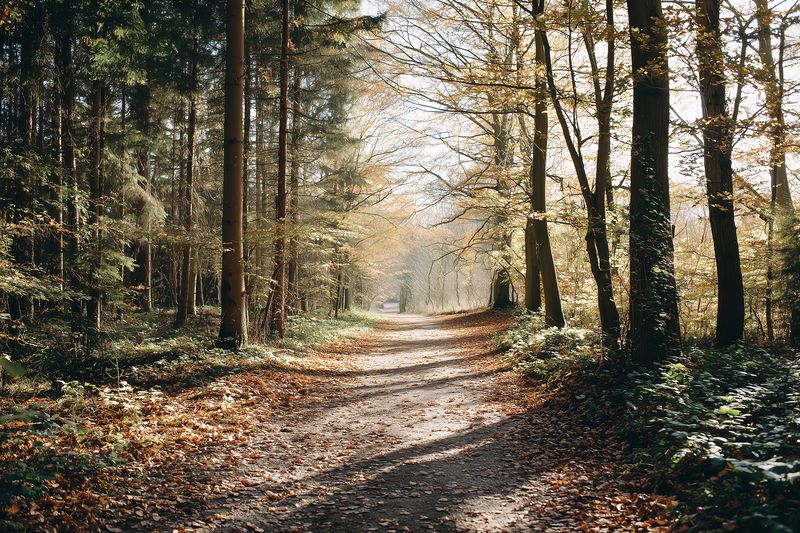 Sunlit forest path covered with fallen autumn leaves, winding through tall trees and dappled light. A serene woodland trail evoking peaceful nature walk and seasonal mood.