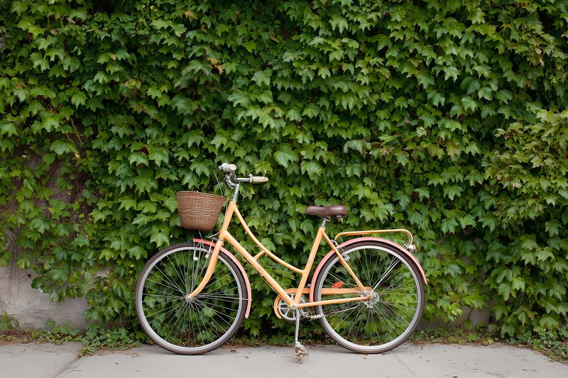 A vintage bicycle with a wicker basket leans against a concrete wall blanketed in lush green ivy, creating a peaceful outdoor scene full of rustic charm and soft natural light.