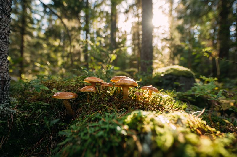 Cluster of wild mushrooms growing on a mossy forest floor, bathed in warm golden sunlight filtering through tall trees, creating a peaceful and enchanting woodland scene.