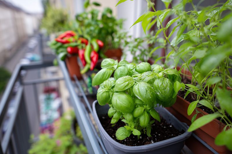Fresh basil plant growing in a small container on a balcony with other potted herbs and peppers, bright green leaves covered in morning dew creating a vibrant urban garden scene.