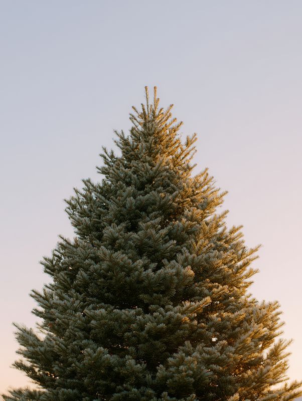 Top of a lush evergreen tree bathed in warm golden sunlight against a pale pastel sky, showing textured needles and natural seasonal atmosphere in serene outdoor composition.